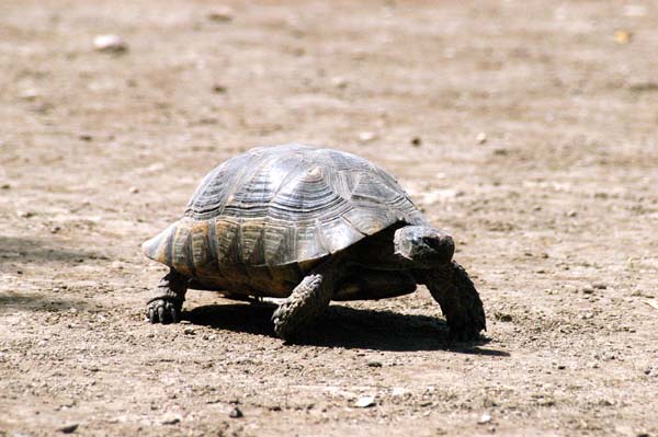 Wildlife at the Temple of Olympian Zeus