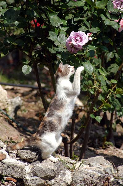 Cat jumping at a flower, Mystras
