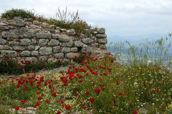 Wildflowers cover Acrocorinth in the spring