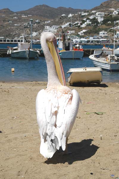 Giant pelican, Mykonos