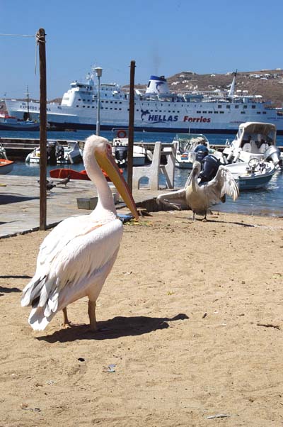 Giant pelican, Mykonos