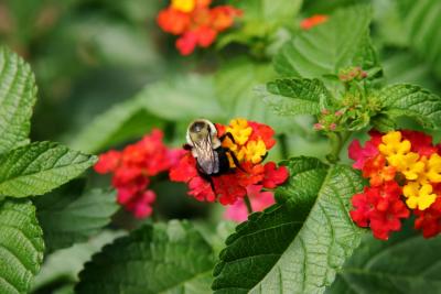 full size Harry Bee