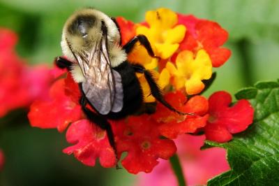 Harry Bee (100% crop)