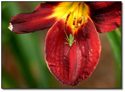 Daylily Hitch-hicker