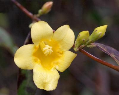 Yellow Jasmine (early)