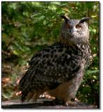 Eurasian Eagle Owl