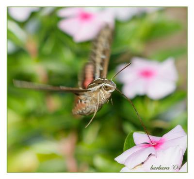 White-lined Sphinx Moth feeding on Vinca blooms IMG_0164 copy.jpg