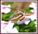 White-lined Sphinx w feeding tube extendedIMG_0162 copyIMG_0162.jpg
