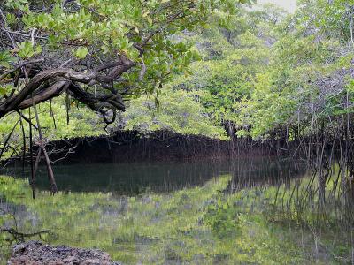 304 Mangrove lagoon.jpg