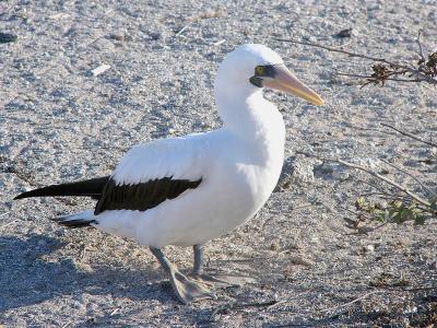 149 Masked Booby.jpg