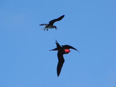 194 Booby  Frigate Bird in flight.jpg