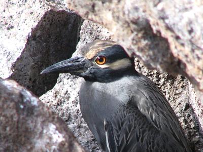 189 Galapagos Heron close-up.jpg