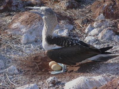 111 Blue-footed Booby  eggs.jpg