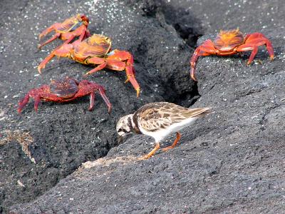 825 Ruddy Turnstone  crabs.jpg