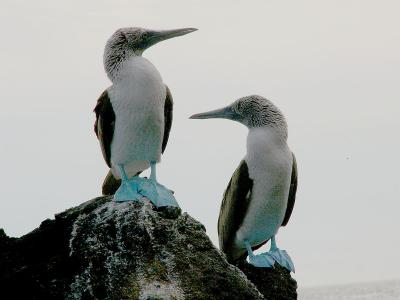 865 Blue-footed Boobies.jpg