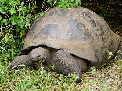 060 Giant Tortoise.jpg