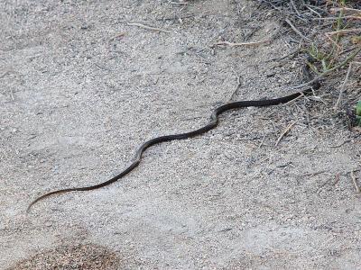 133a Endemic snake.jpg