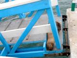 308 Sea lion asleep on gangway.jpg