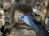 155 Red-footed Booby sleeping.jpg