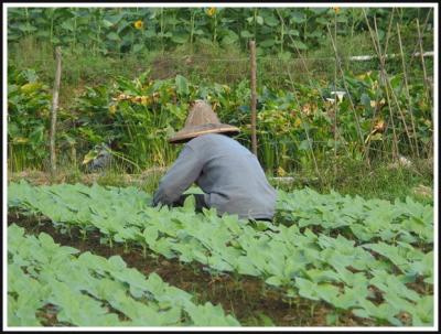 Farmer