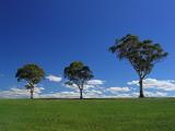 Three Trees