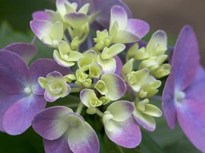 Variegated Hydrangea 1.jpg