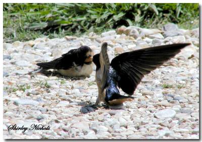 barn swallows-3.jpg