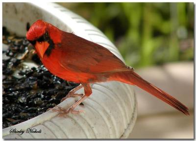 Northern cardinal-male-6-16.jpg