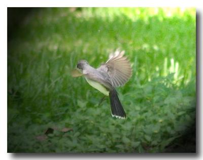 eastern kingbird-1.jpg
