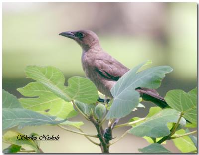 young grackle