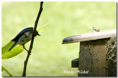 Blue bird and stink bug-will he eat the bug?
