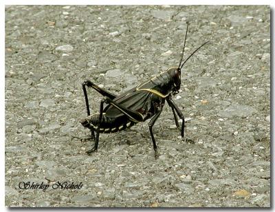 Grasshopper-my childhood pet.
