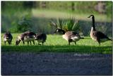 Canada-geese
