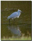 Snowny egret-9-17-1