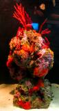Coral-Pedestal.jpg