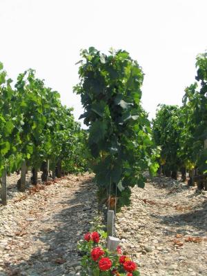 Vines in the Mdoc