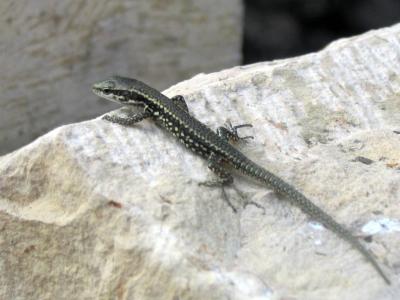 u47/brianogilvie/medium/34084199.lizard.jpg