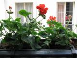 Flower box, rue de Chevreuse