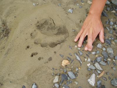 glacier bay- fresh grizzly bear tracks near camp - note size and claw marks