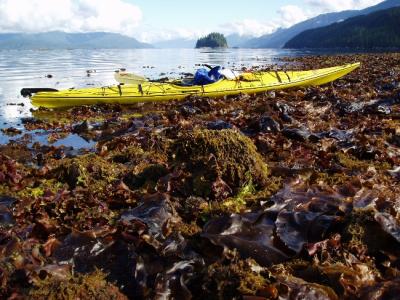 misty fiords kayak and kelp