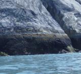 mountain goats above the water