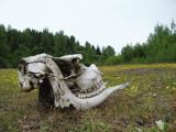 glacier bay- moose skull in meadow