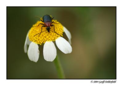 bug on flower 2 copy.jpg