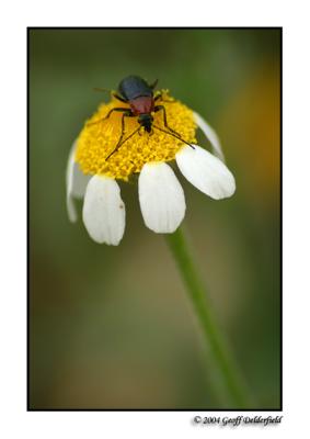 bug on flower copy.jpg