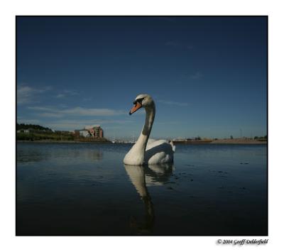 swan in marina.jpg