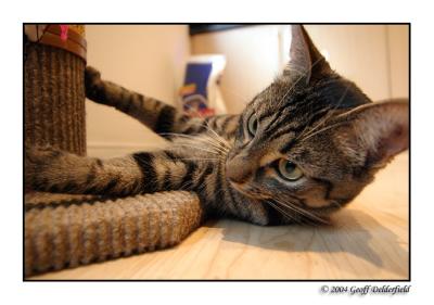 Joey - scratching post 2.jpg