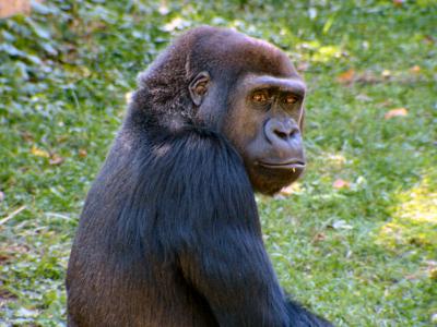 gorilla.jpg