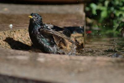 Bird bathing_1477