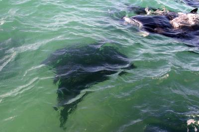 Manta Rays