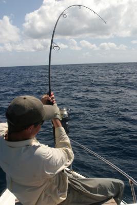 Trevally fight